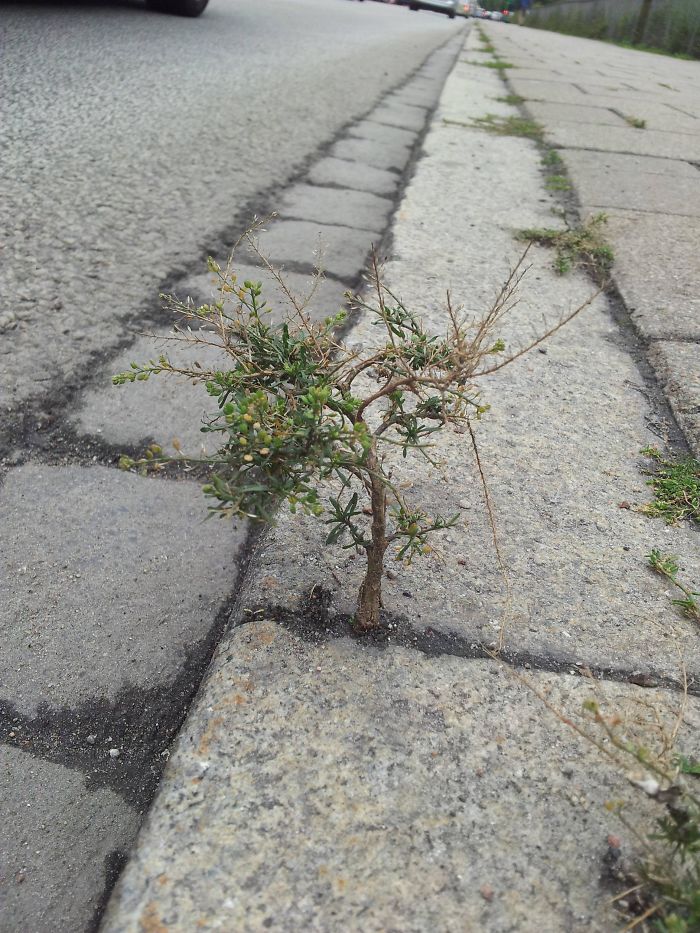 A Little Tree On The Sidewalk