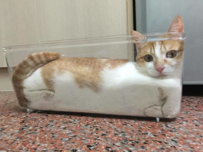 Cat Liquid