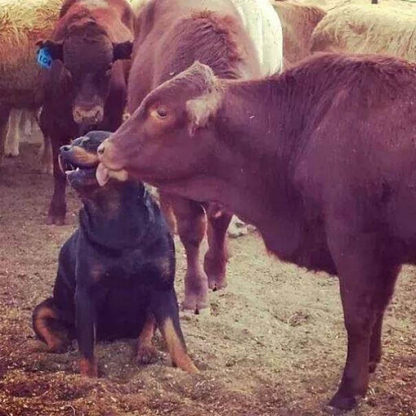 Cow Loves Rottweiler