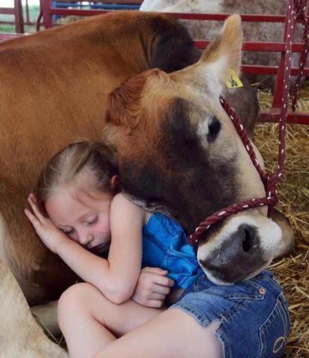 Cows Are Very Affectionate