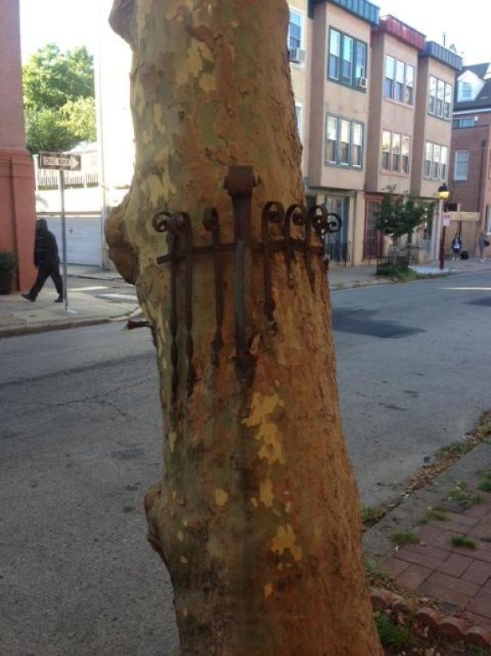 Mildly Interesting Tree I Saw In Philadelphia