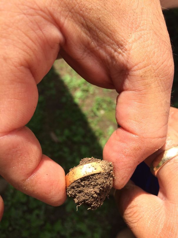 Fifteen Years Ago, My Dad Lost His Wedding Ring And Assumed That Someone Took It. Today, He Was Planting Bamboo And Found Something Shiny In The Dirt