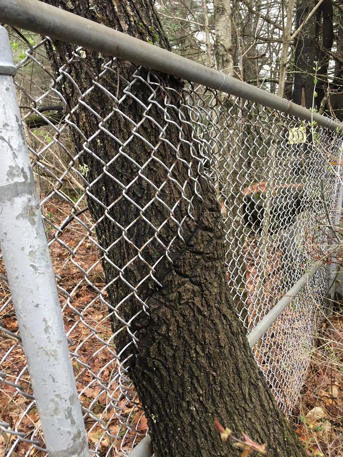 This Tree Growing Through A Fence