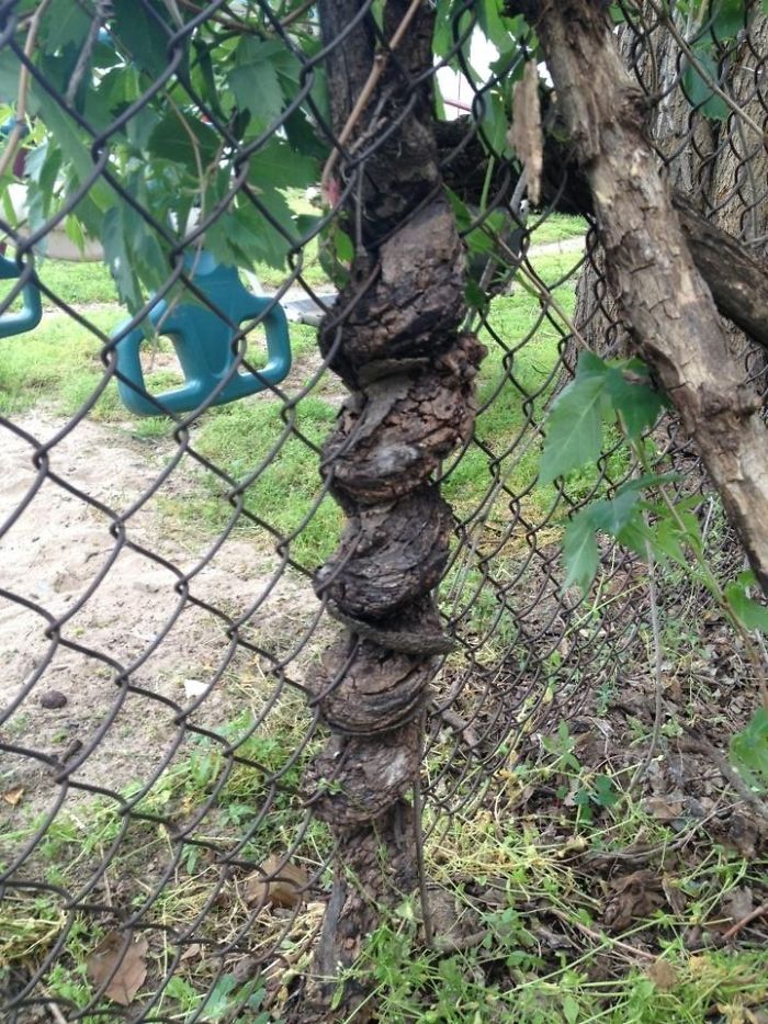 This Tree Branch Spiraled Through The Chain Link Fence