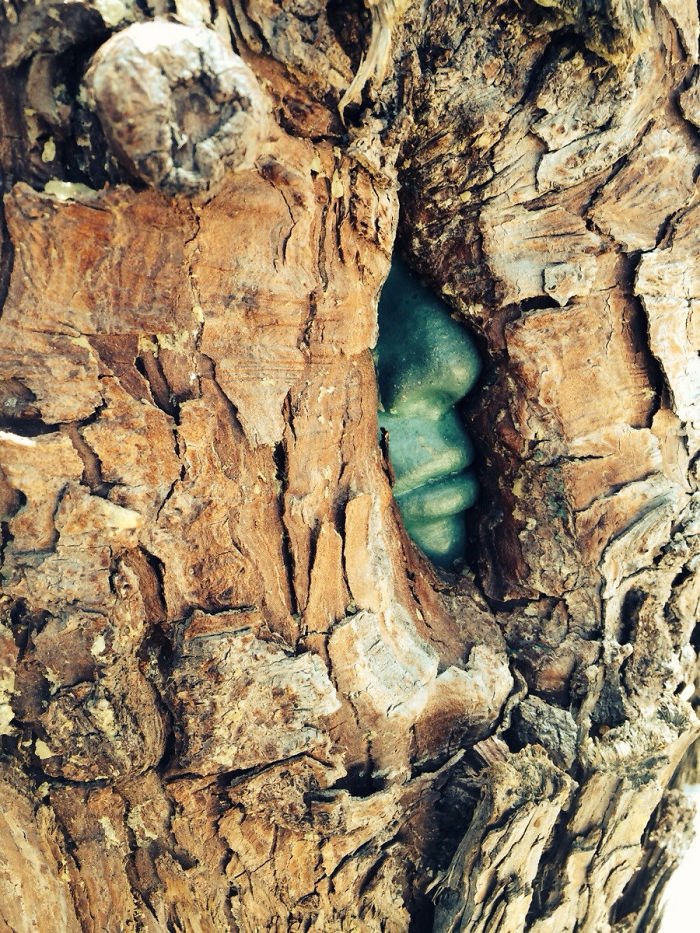 Este árbol ha crecido alrededor de una escultura de piedra de una cara