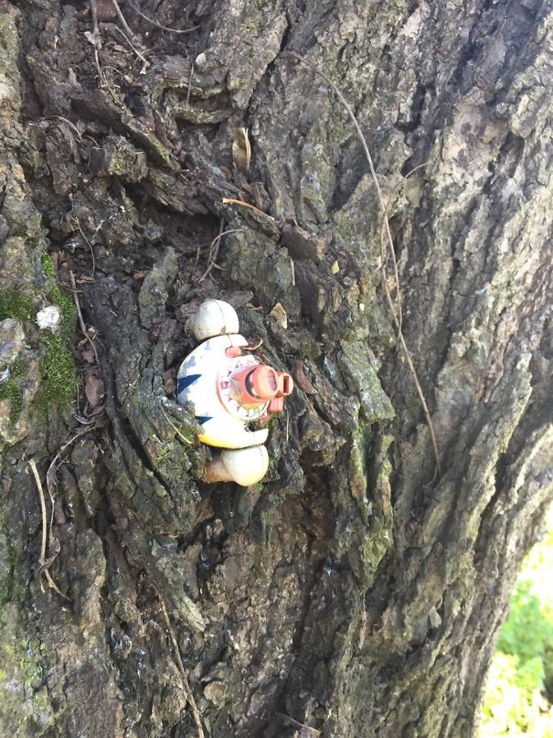 Left A Toy In My Grandparents Tree As A Kid, The Tree Grew Around It