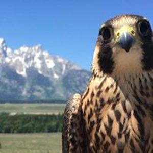 tigerlilie711 avatar