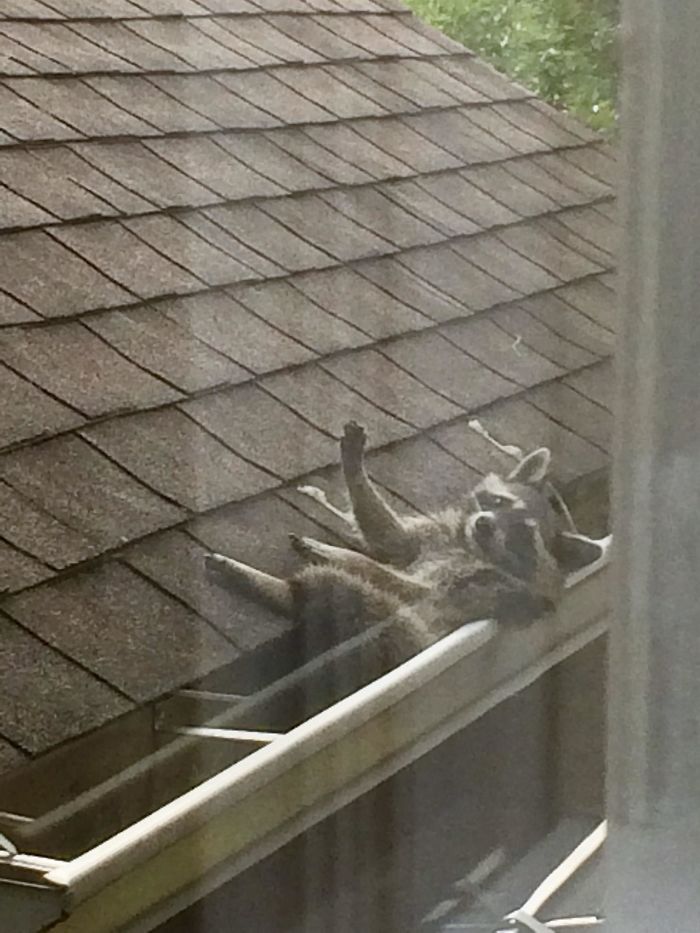 Foto de un mapache en el canalón del vecino