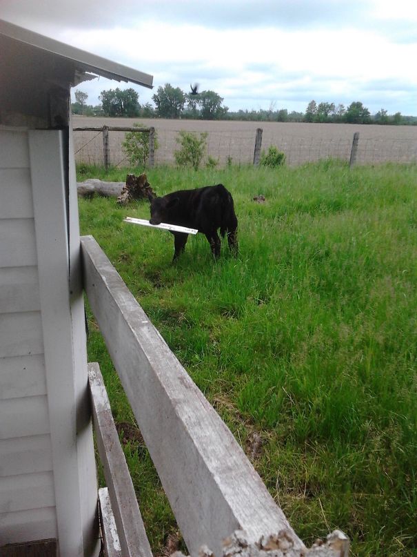 Damn Neighbour's Cows Are Tearing The Siding Off Our Shed Again