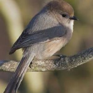 bushtit2 avatar