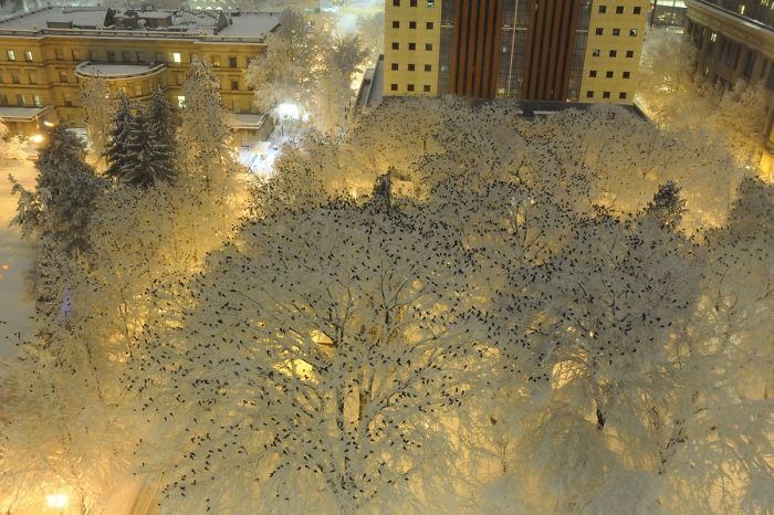 Cientos de cuervos sobre árboles nevados en la noche