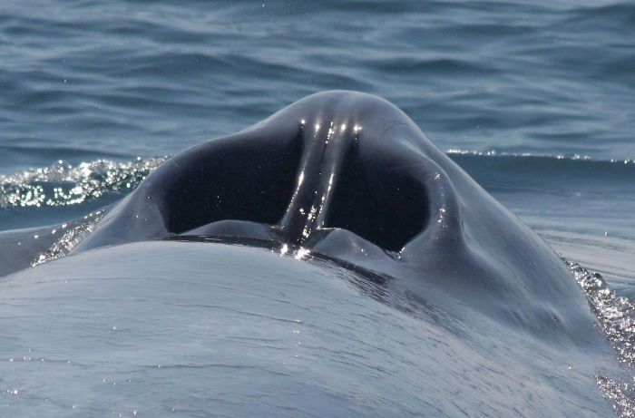 Ever Wondered What A Blue Whale's Blowhole Looks Like?