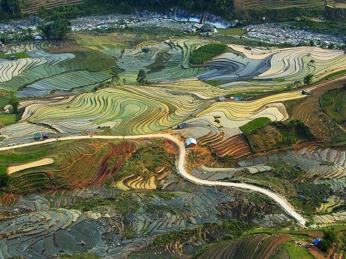 The Rice Fields Of Vietnam Look Like A Van Gogh Painting