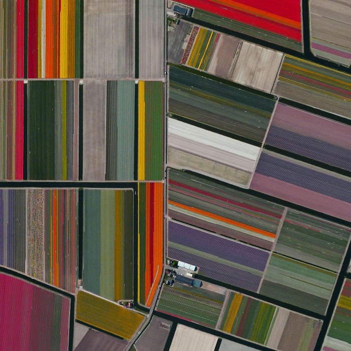 Here's How Tulip Fields Look From Above