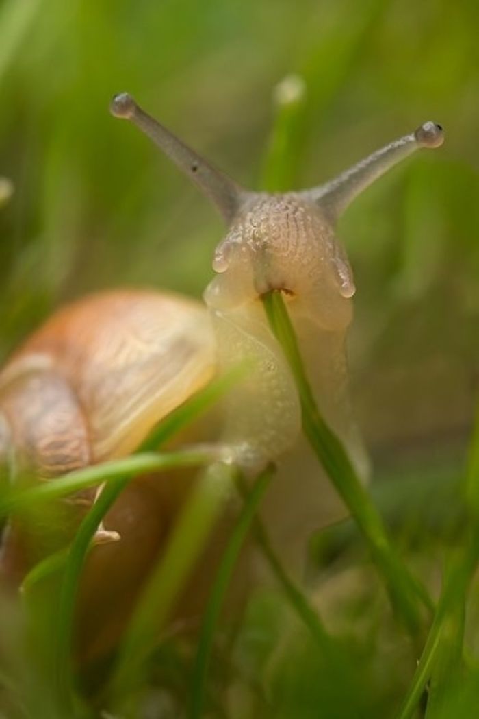 Here's A Snail Eating Grass