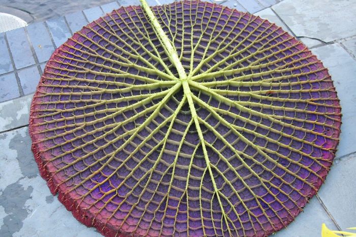 The Bottom Of Giant Water Lily (Victoria Amazonica)