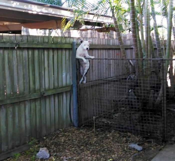 El perro del vecino casualmente apoyado en la valla