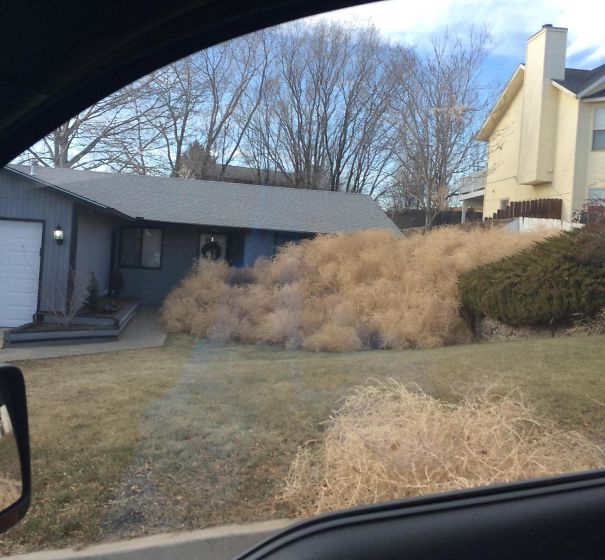 So My Neighbor Had Some Tumbleweeds In His Yard