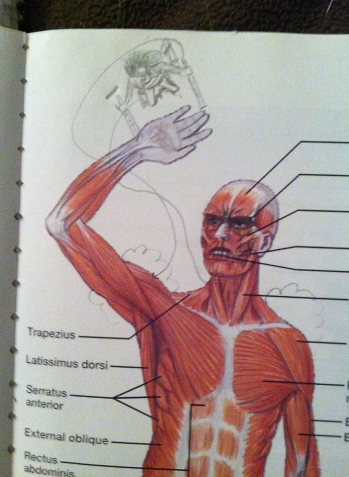 I Found This In My Anatomy Textbook Today