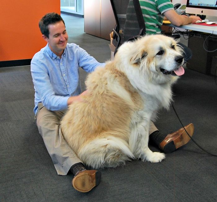 In Honor Of Take Your Dog To Work Day, Meet Our 130 Pound Lap Dog