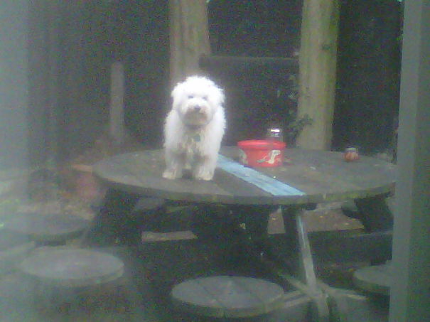 I Sent My Dog Outside As Punishment For Standing On The Dining Room Table. This Was His Response