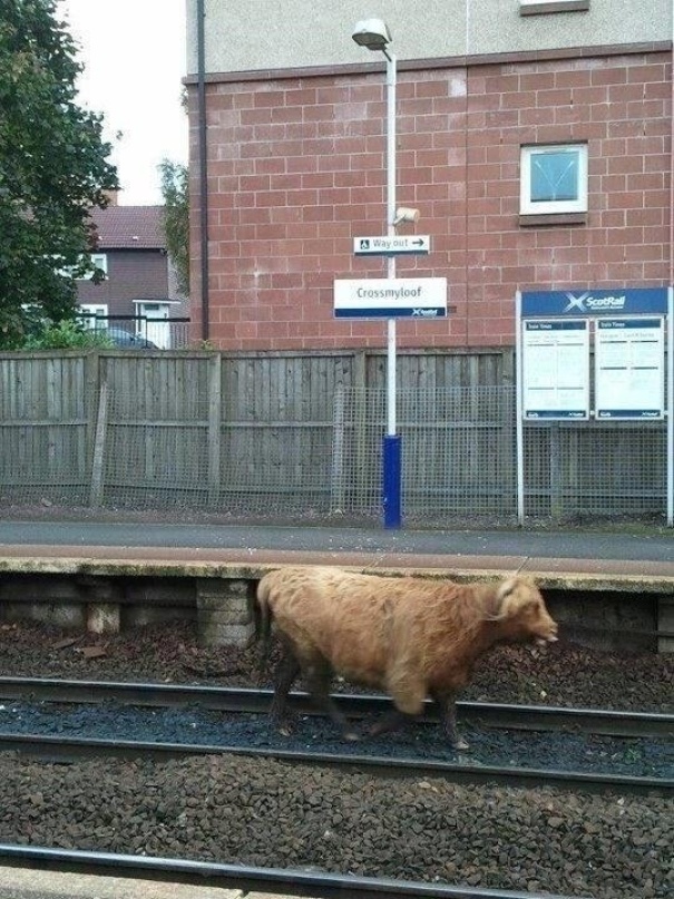Welcome To Scotland, Where The Highland Cows Don't Give A F*ck