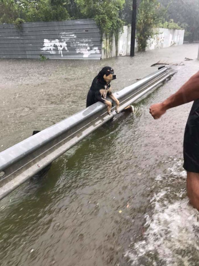 Dog Hanging On During Houston Flooding. She Was Rescued!