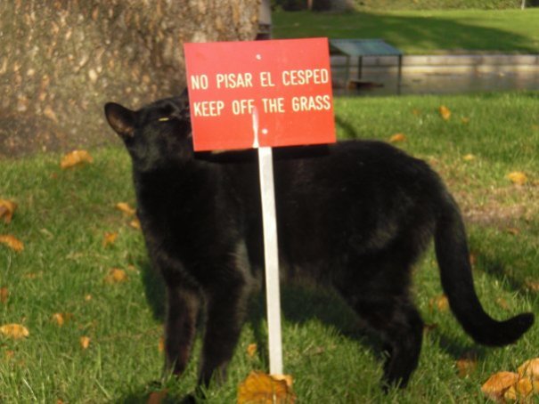 Spanish Cat Has No Time For Your Rules