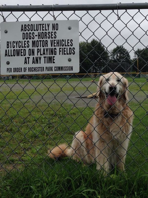 Dogs Don't Need Your Human Laws