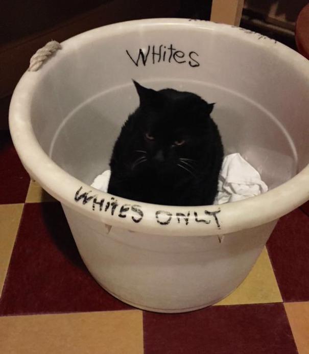 This Cat Doesn't Care What Society Thinks
