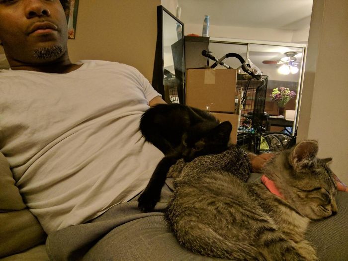 Me A Year Ago: I Hate Cats, They're Evil! Me, Now, On My 4th Set Of Fosters