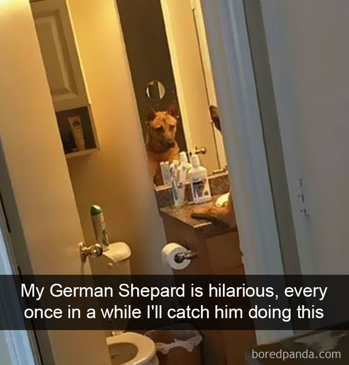 Dog-snapchats
