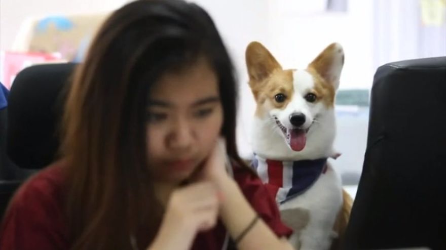 Company Allows Employees To Take Their Pets To Work Company Allows Employees To Take Their Pets To Work