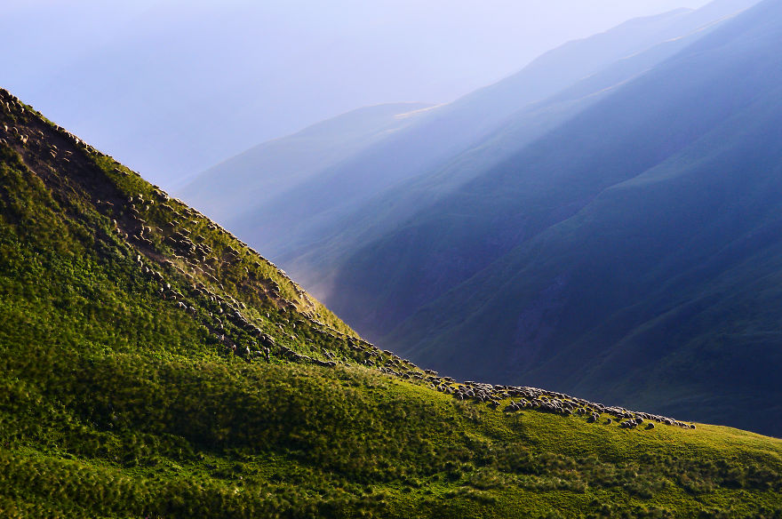Sheep Stream Into The Morning Sunlight After Being Released From Their Corral In Tusheti