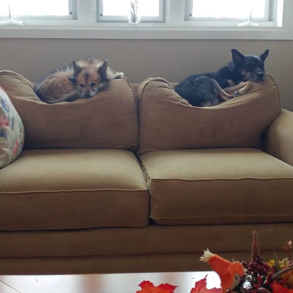 Our Humans Surrendered Their Couch To Us