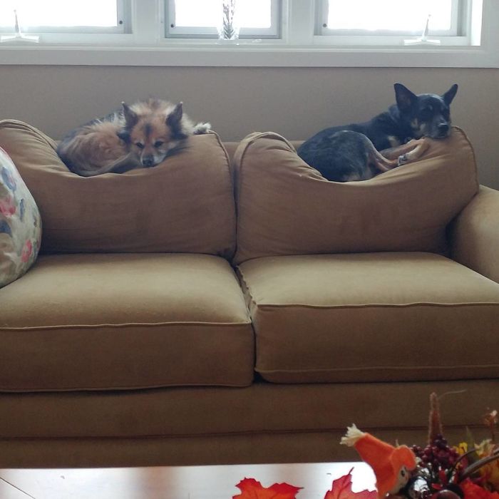 Los humanos nos han cedido el sofá