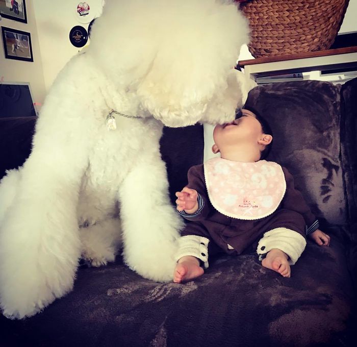 This Little Japanese Girl And Her Pet Poodle Will Make Your Day