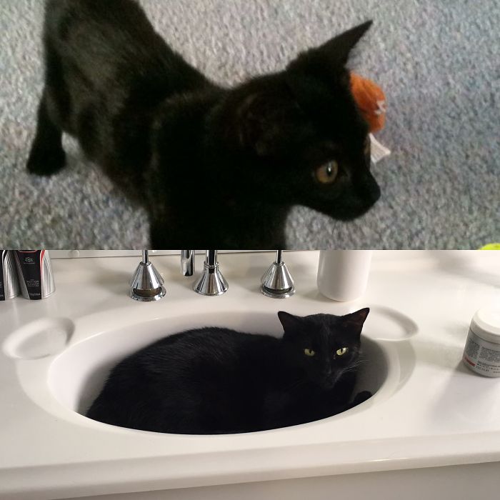 Onyx At 10 Weeks, A Skinny Little Kitten And Now At 7 Years A Lazy And Plump Princess