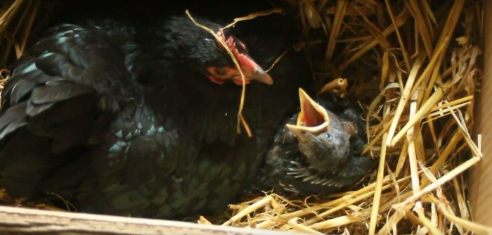 Baby Jackdaw Adopted By Broody Hen & Fed By Us