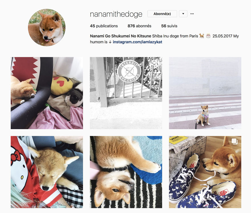 Nanami The Doge