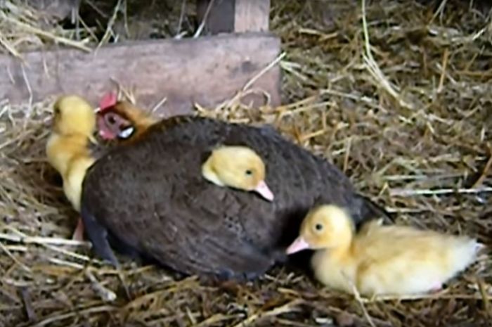 Ducklings For Mother Hen