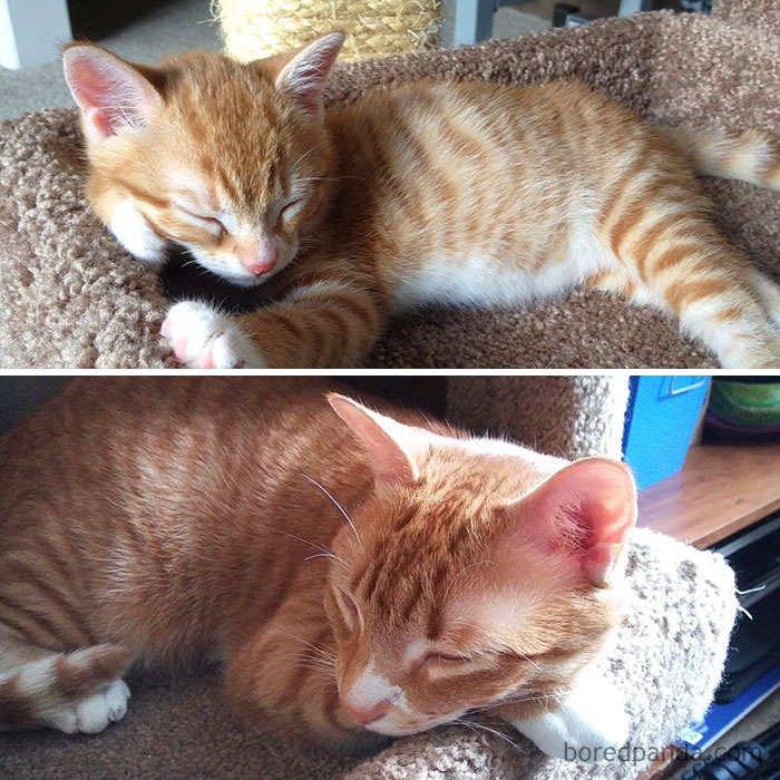 Marmalade From Cole And Marmalade Then And Meow