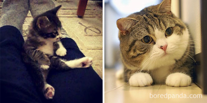 Maru The Cat Then And Now