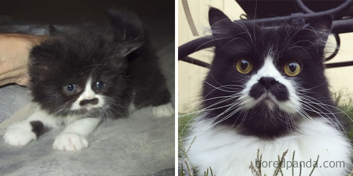 Adolf Kitler Then And Now