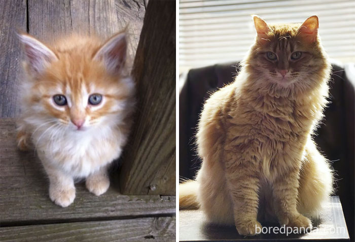 Lulu The Cat Model Then And Now