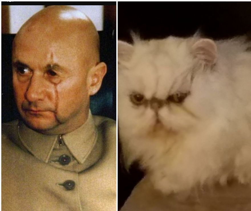 "Channeling" With Mr. Duff Mclovin Meowgi