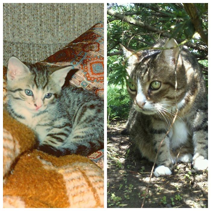 About 6 Weeks Old In 1993 And At 18 Years Old In 2011. Unfortunately, About 2 Months Later, He Passed Away.