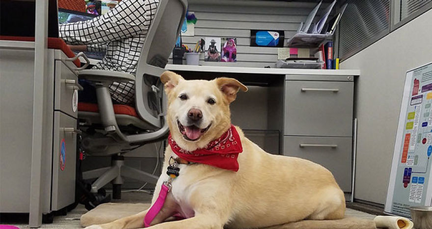 Company Allows Employees To Take Their Pets To Work Company Allows Employees To Take Their Pets To Work