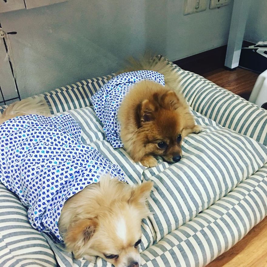 Company Allows Employees To Take Their Pets To Work Company Allows Employees To Take Their Pets To Work