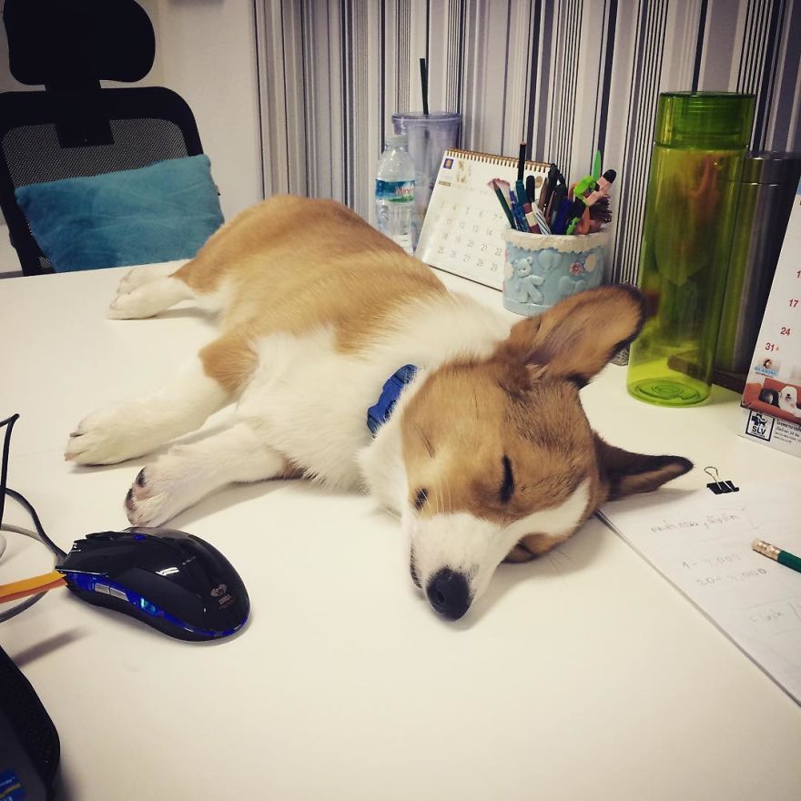 Company Allows Employees To Take Their Pets To Work Company Allows Employees To Take Their Pets To Work